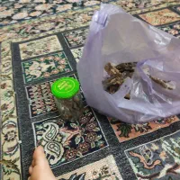 چوب درخت گردو