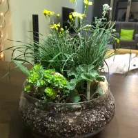 انواع تراریوم تحویل درب منزل