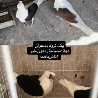 کبوتر پشتارجفتگاه قفس قارادوکت دمسفیدها