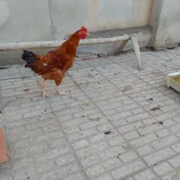خروس گلپایگان