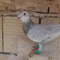 کفتر صید پرشی جوجه بزرگه