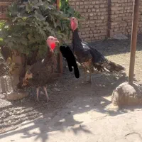 بوقلمون و تخم مرغ لاری و گلین