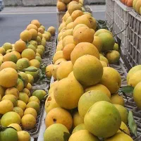 خرید پرتقال و نارنگی و نارنج  پرتقال و نارنگی