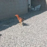 ۲۵۰۰۰۰۰۰