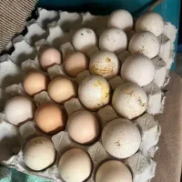 تخم نطفه دار بوقلمون برنز و مرغ