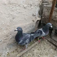 کبوتر پلاکی