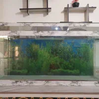 آکواریوم بزرگ شیشه 10 میل