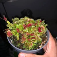 گیاه ونوس حشره خوار