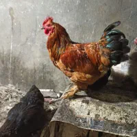 خروس محلی|حیوانات مزرعه|لاهیجان, بازکیاگوراب|دیوار