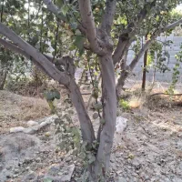 باسلام خرید انواع چوب باغی به بهترین قیمت|خدمات باغبانی و درختکاری|فلاورجان, |دیوار