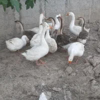 قوغاز