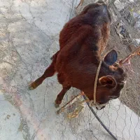 گوساله نر|حیوانات مزرعه|ایجرود, |دیوار