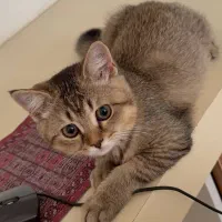 گربه