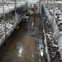قفسه برای قارچ