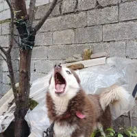 فروش سگ هاسکی پا کوتاه چش یخی با رنگ بدن قهوه اای