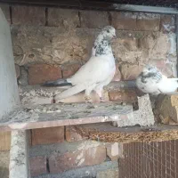 یه جفت نروماده خال سبز|پرنده|ایرانشهر, |دیوار