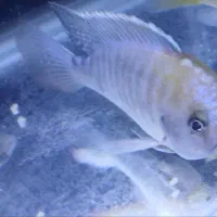 ماهیان زینتیگوشختخواروگیاه خوار آکواریوم و لوازم|ماهی|شهریار, شهریار|دیوار