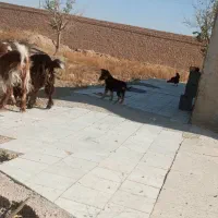 واگذاری توله ژرمن