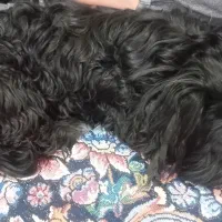 شیتزو باهوش