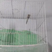 قناری قفس|پرنده|مشهد, ایثارگران|دیوار