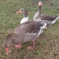 غاز معاوضه با مرغ و خروس