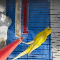 قناری یسر بخون