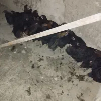 فروش جوجه خروس