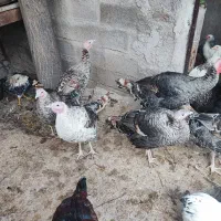 بوقلمون طبیعی ،خروس|حیوانات مزرعه|اردبیل, |دیوار