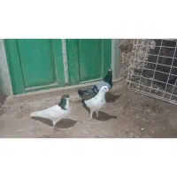 چهار تا کفتر مرتبط