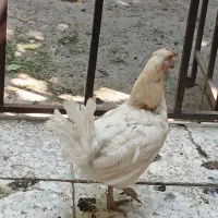 مرغ کرچ گلین چهل تاج لری اصیل با ۵جوجه گلین