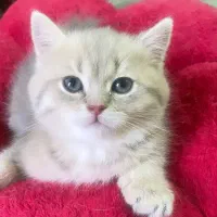 واگذاری گربه خونگی