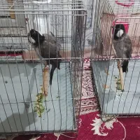 یک.جفت.قناری.