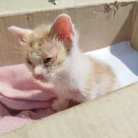 واگذاری گربه