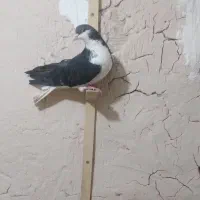 کفتر نر شیرازی سیاه.. راور