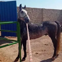 اسب نریان برای کشش کرد
