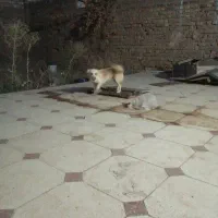سگ،ا