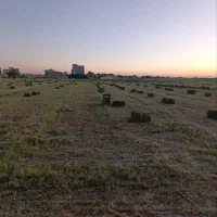 یونجه درجه یک