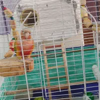 گرینچیک|پرنده|دماوند, گیلاوند|دیوار