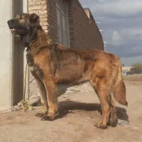 ماده سرابی فوق درشت