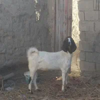 یک بز و یک کولار