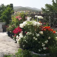 سویت باغ اجاره