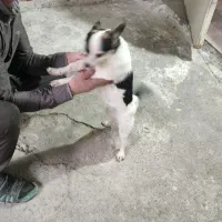 اشپیتز|سگ|تهران, شوش (باغ آذری)|دیوار