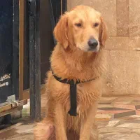 گلدن رتریور|سگ|چالوس, |دیوار