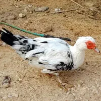 اردک سیکو|حیوانات مزرعه|آبدان, |دیوار