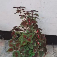 گل حسن یوسف و دیفن باخیا