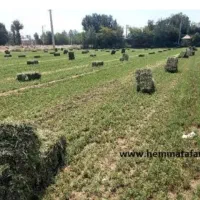 یونجه|عمده‌فروشی|مشهد, شترک|دیوار