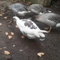 غازمحلی|حیوانات مزرعه|رودسر, |دیوار