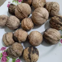 گردو