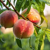 پیشفروش و فروش انواع  نهال سیب و بادام|خدمات باغبانی و درختکاری|سمیرم, |دیوار