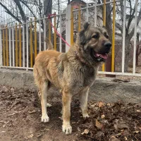 واگذاری سگ سرابی|سگ|دماوند, دماوند|دیوار